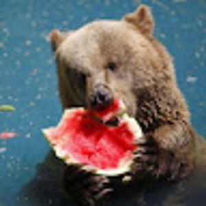 Meet your Posher, Amelia